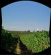 A vinyard in central Chile